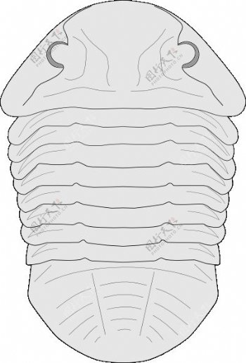 剪贴画的asaphus物种化石