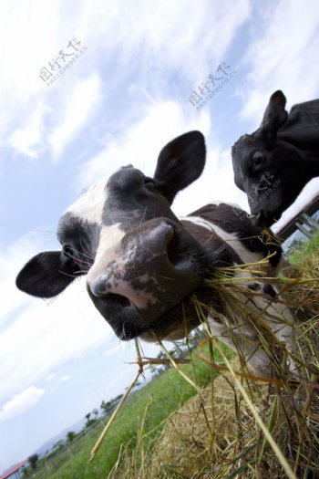 動物表情農場牛家畜羊