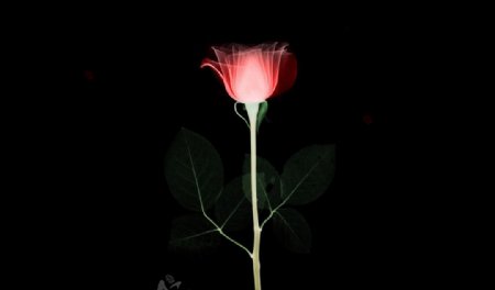 玫瑰花的X光透视图片
