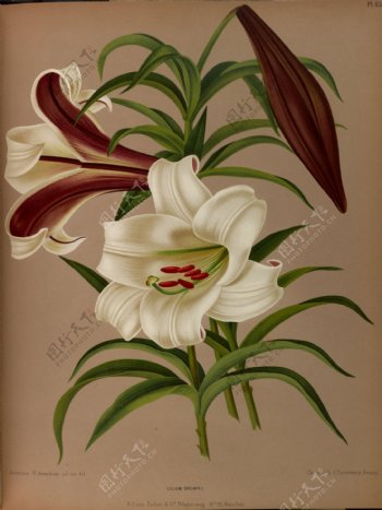 复古手绘白色百合花图片