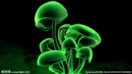3D蘑菇菌类图片