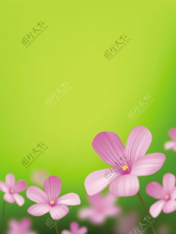粉色小野花背景图片