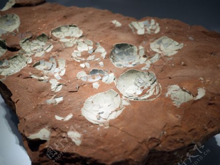 碎蛋壳化石图片