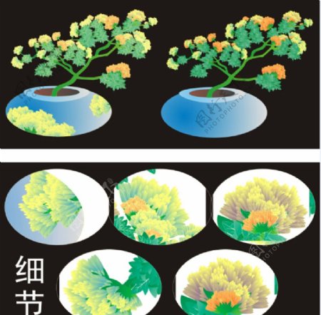 菊花盆栽图片