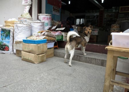 中华田园犬图片