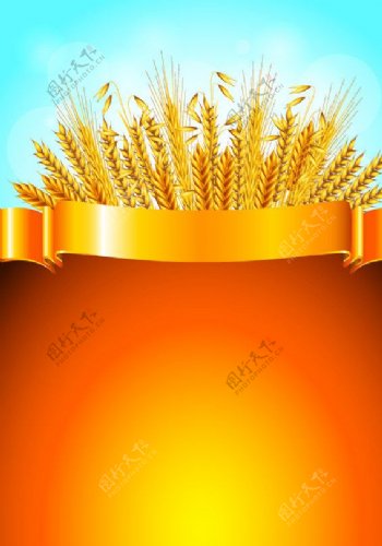 金色丝带横幅麦穗背景图片