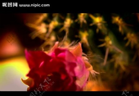 仙人掌花朵视频素材