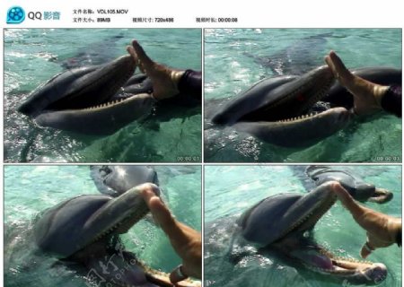 海豚和饲养员视频实拍素材