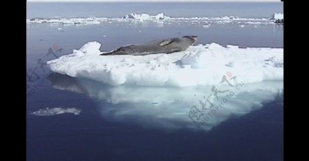 漂浮在冰块的海豹