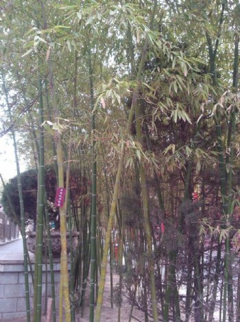 竹子丛图片