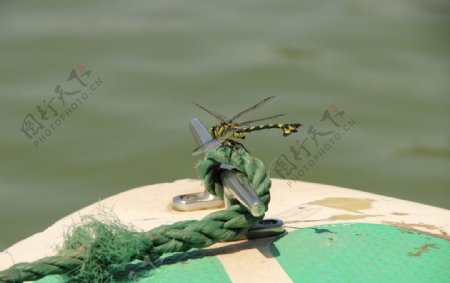 黄蜻蜓图片