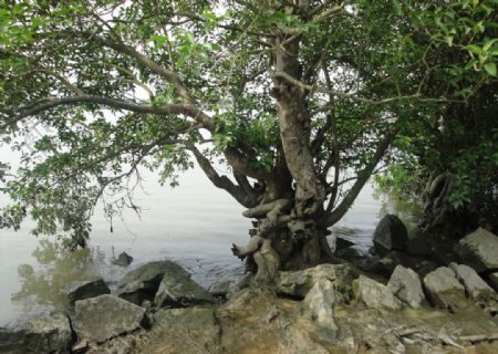 榕江里的珍稀树木图片