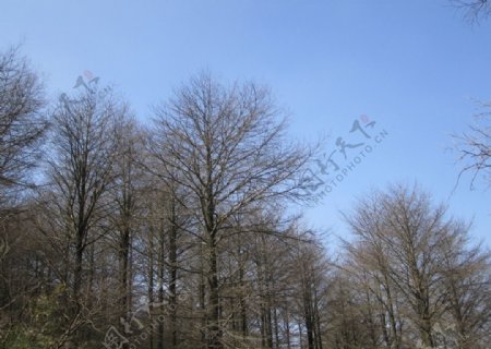 树木摄影图片