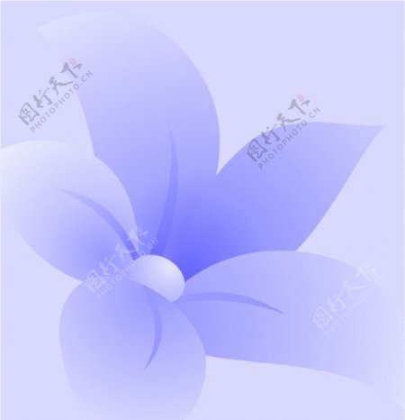 紫百合图片