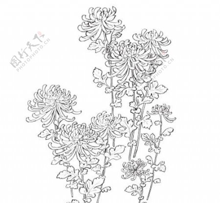 菊花白描花卉线稿图片