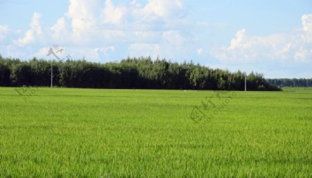 东北水稻图片