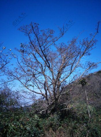 蓝天下的枯树图片