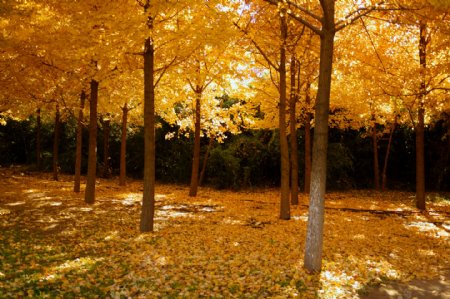 秋天的银杏树林图片