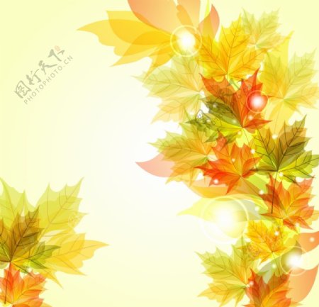 枫叶背景图片