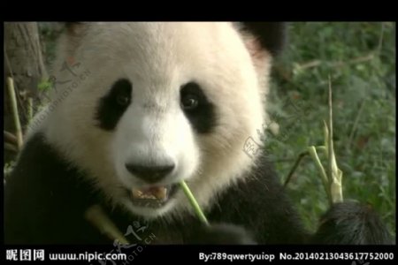 熊猫吃竹子背景视频