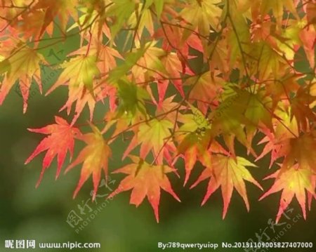 秋天枫叶视频素材