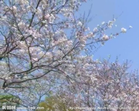 樱花盛开视频素材