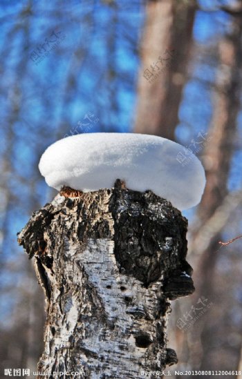 冬天的树墩子图片