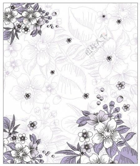 淡紫幽香暗纹白花紫叶对角花图片