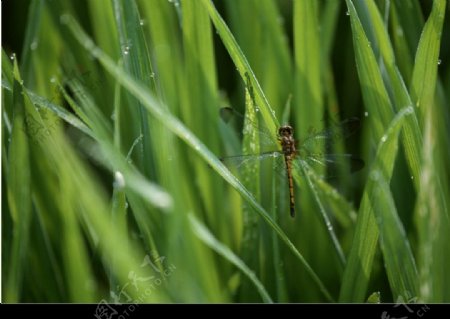 秧苗蜻蜓图片