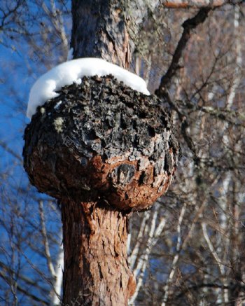 冬天的松树瘤子图片
