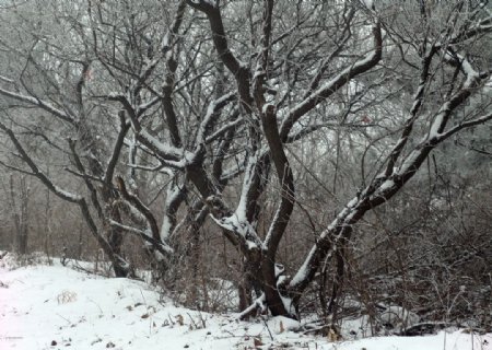 山林雪景图片