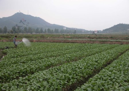 苏仙区蔬菜种植基地图片