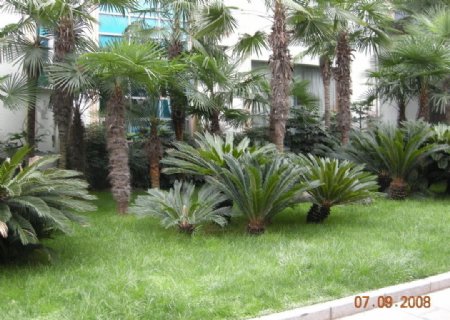 蒲葵棕榈科植物图片