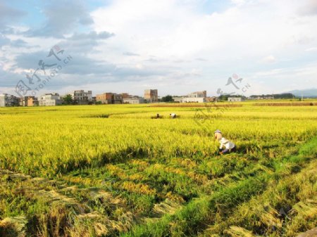 水稻丰收的季节图片