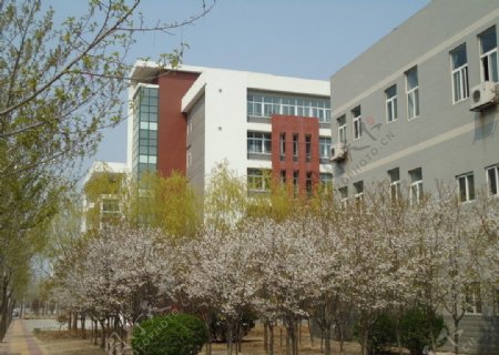 许昌学院樱花图片