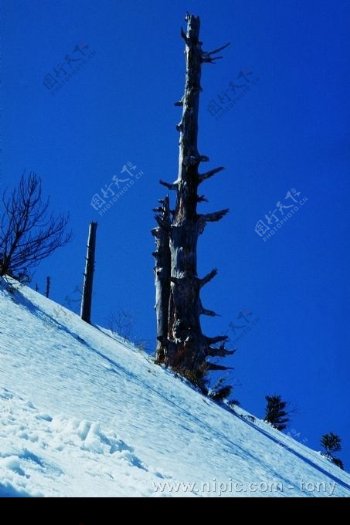 蓝天下苍劲的枯树图片