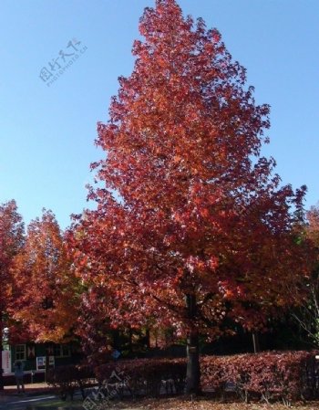 日本风光红叶树图片