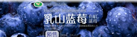 乳山有机蓝莓图片