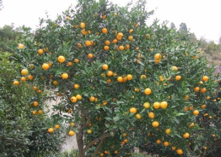 台州黄岩蜜橘图片