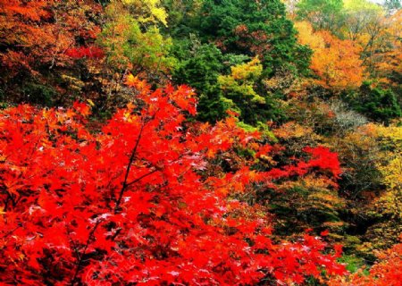 香山红叶图片