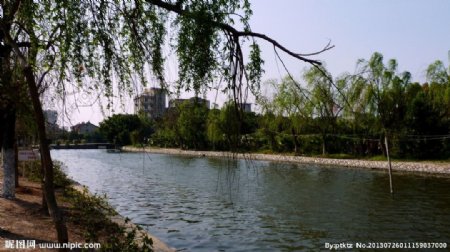 白塘公园自然湖边柳树图片