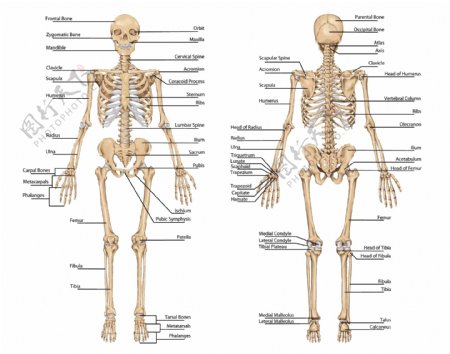 人体解剖图片