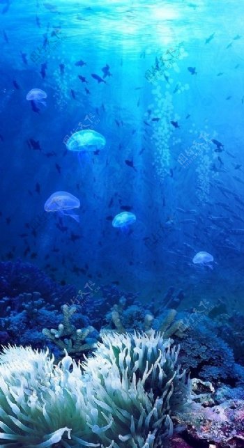 神秘的水母群珊瑚海底風光图片
