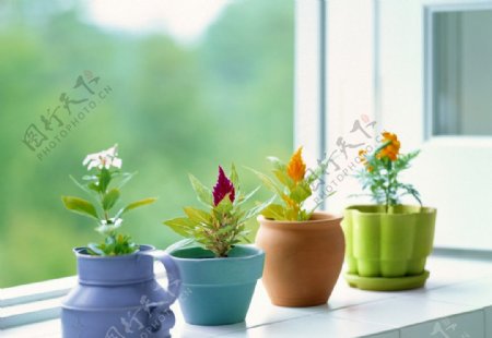 窗台上的鲜花花盆图片