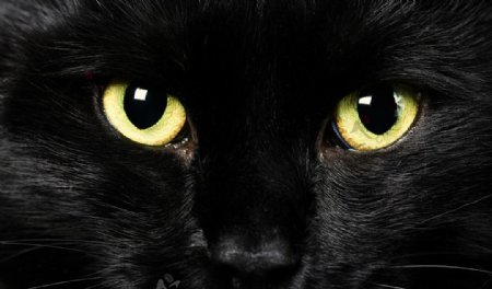 黑貓图片