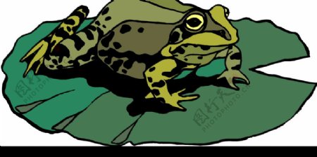 青蛙3图片