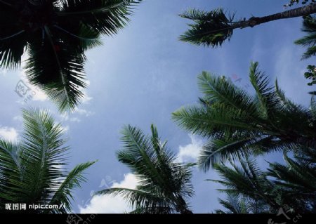 椰树蓝天图片