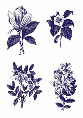 植物素描图片