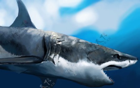 鱼中之王大白鲨图片
