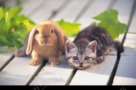 兔子与猫图片